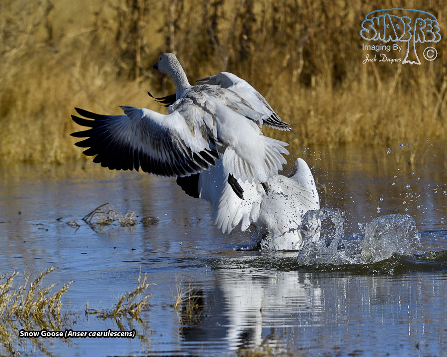Snow Goose - Anser caerulescens