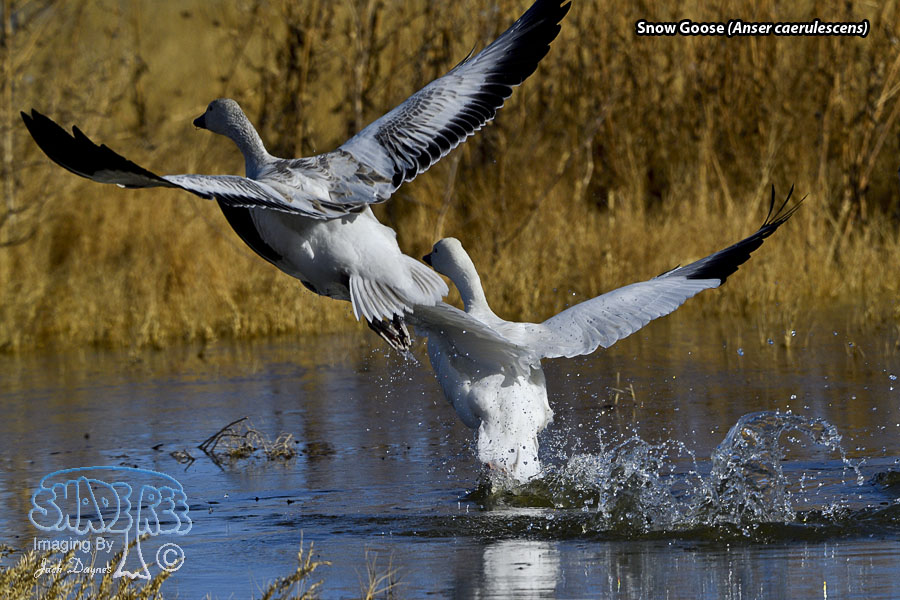 Snow Goose - Anser caerulescens