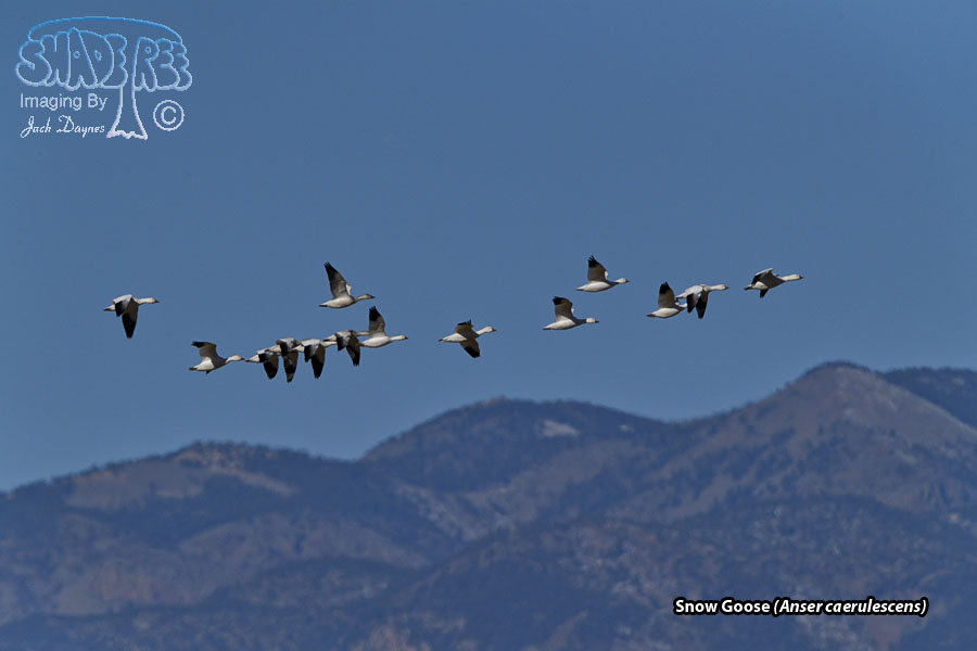 Snow Goose - Anser caerulescens