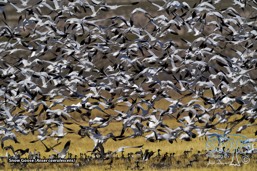 Snow Goose - Anser caerulescens