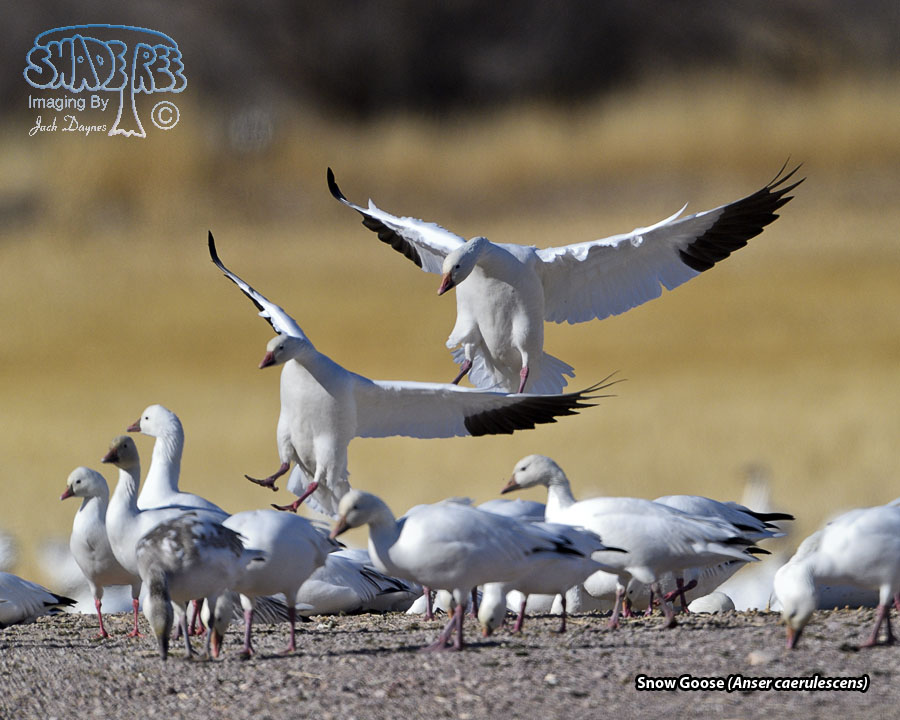 Snow Goose - Anser caerulescens