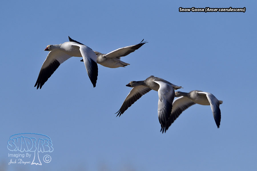 Snow Goose - Anser caerulescens