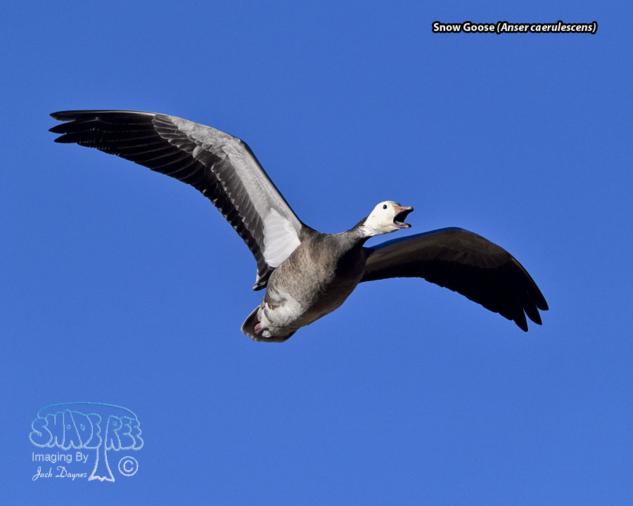 Snow Goose - Anser caerulescens