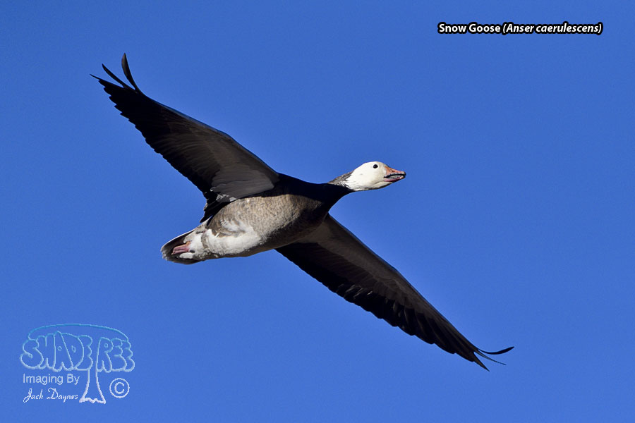 Snow Goose - Anser caerulescens