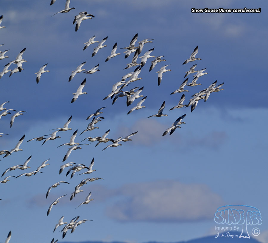 Snow Goose - Anser caerulescens
