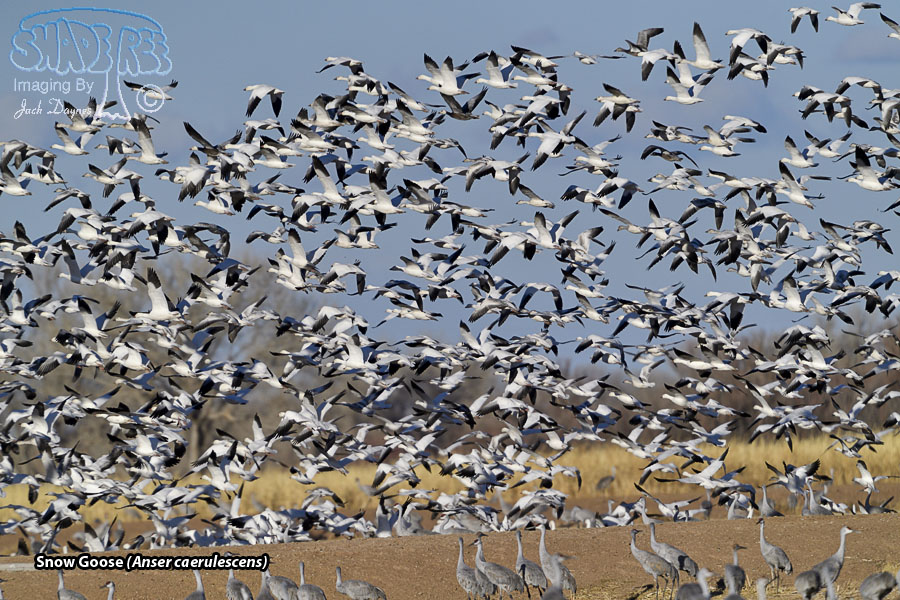Snow Goose - Anser caerulescens