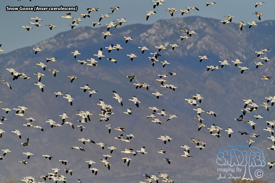 Snow Goose - Anser caerulescens