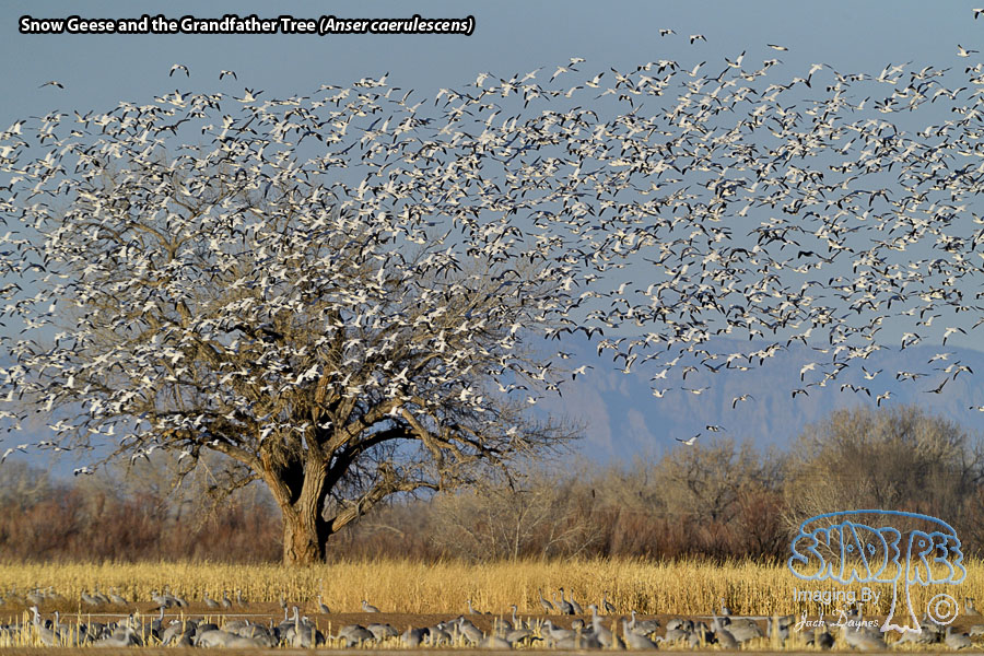 Snow Goose - Anser caerulescens