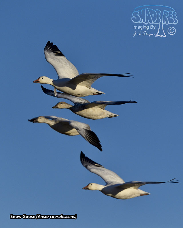 Snow Goose - Anser caerulescens