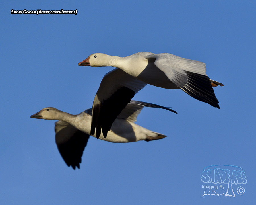 Snow Goose - Anser caerulescens