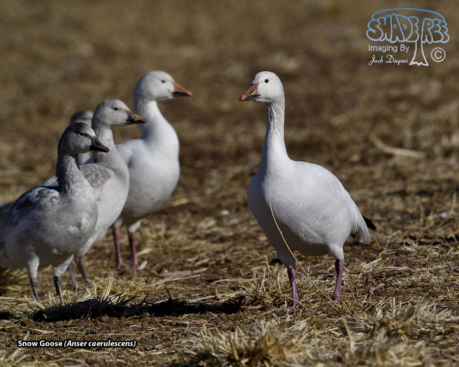 Snow Goose - Anser caerulescens
