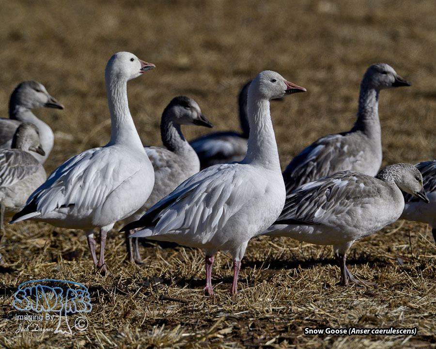 Snow Goose - Anser caerulescens