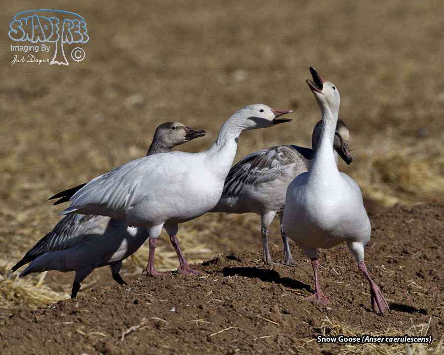 Snow Goose - Anser caerulescens