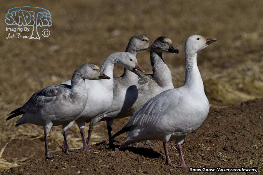 Snow Goose - Anser caerulescens