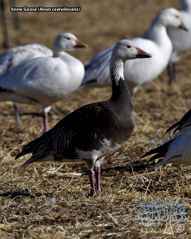 Snow Goose - Anser caerulescens