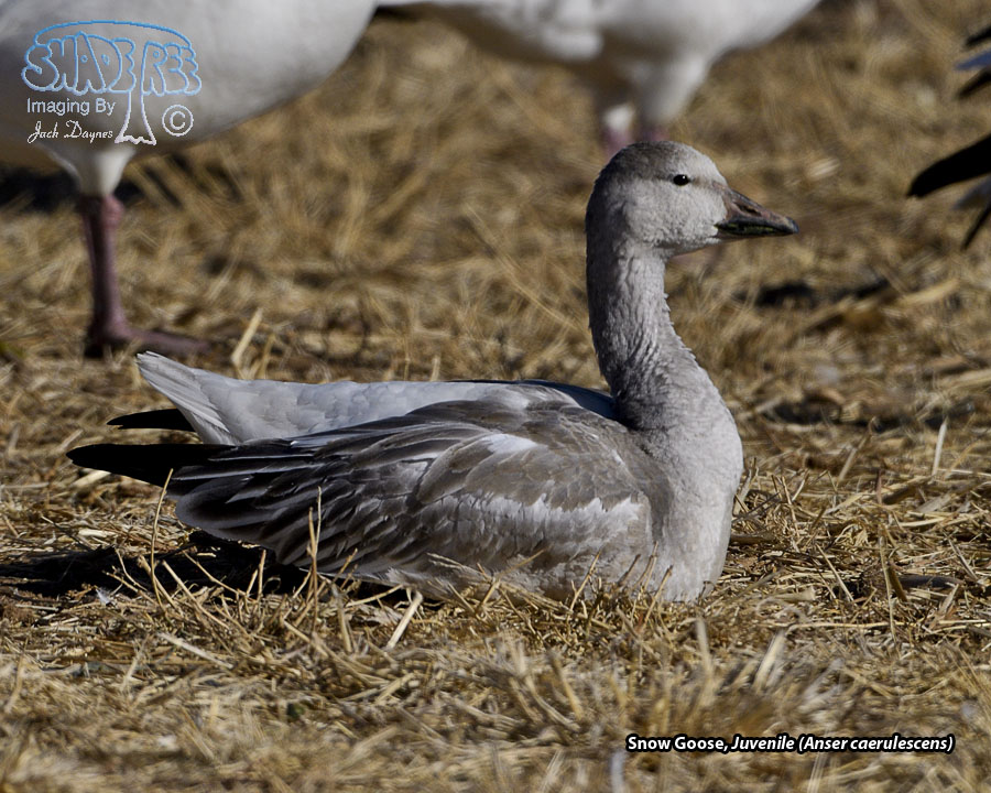 Snow Goose - Anser caerulescens