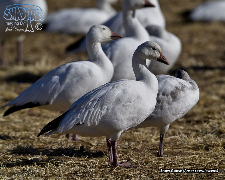 Snow Goose - Anser caerulescens