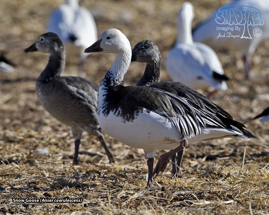 Snow Goose - Anser caerulescens