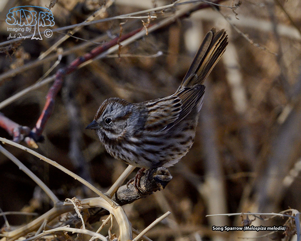 Song Sparrow - Melospiza melodia