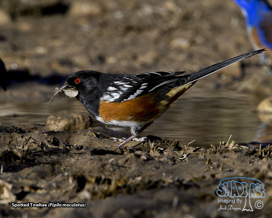 Spotted Towhee - Pipilo maculatus