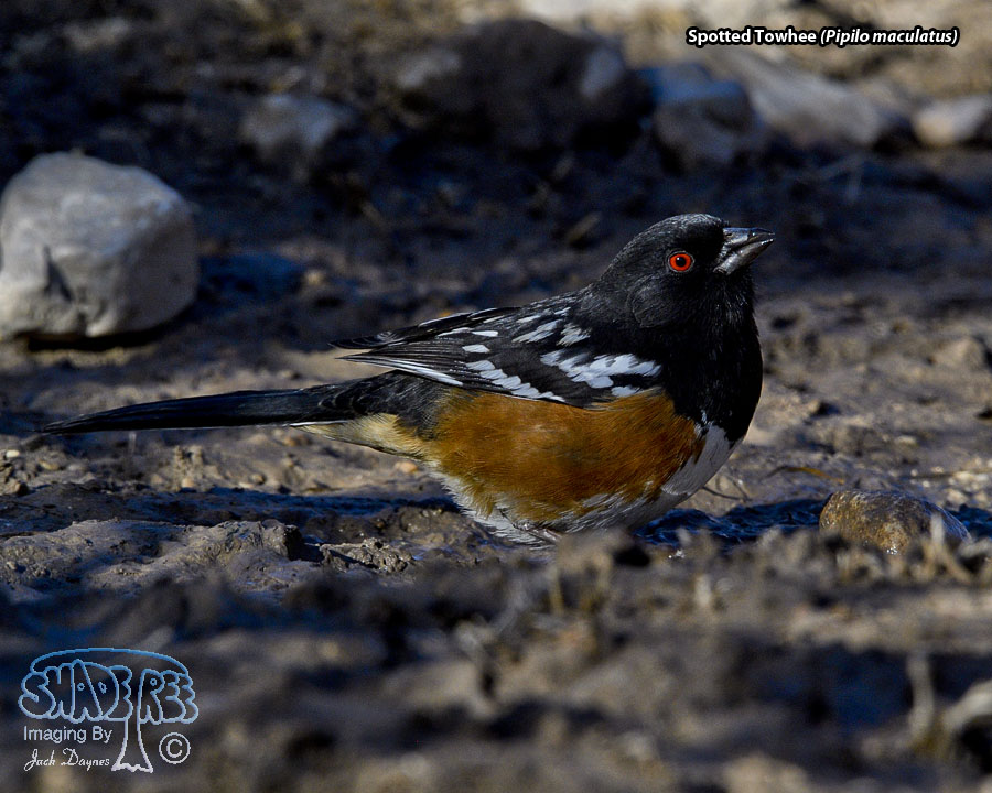 Spotted Towhee - Pipilo maculatus