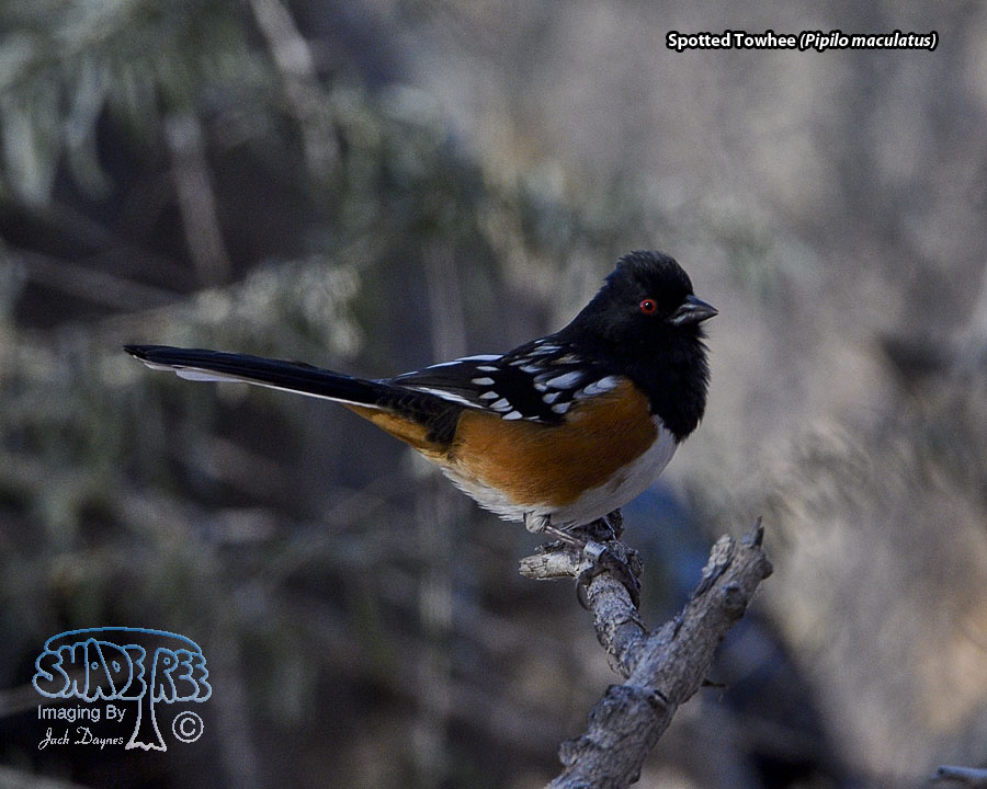 Spotted Towhee - Pipilo maculatus
