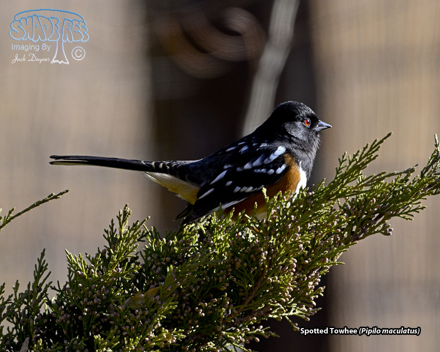 Spotted Towhee - Pipilo maculatus