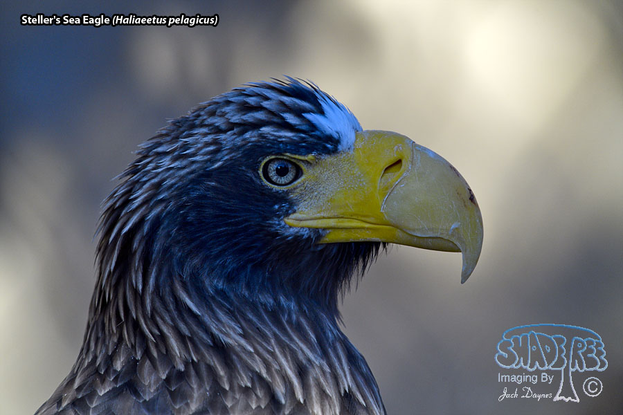 Steller's Sea Eagle - Haliaeetus pelagicus