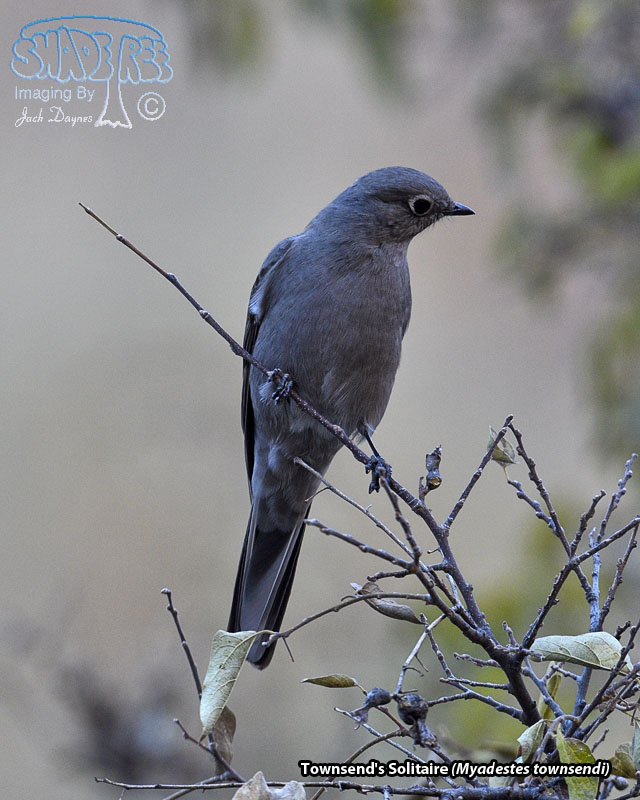 Townsend's Solitaire - Myadestes townsendi