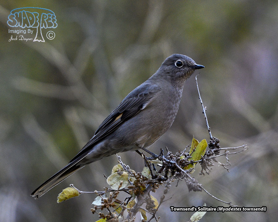 Townsend's Solitaire - Myadestes townsendi