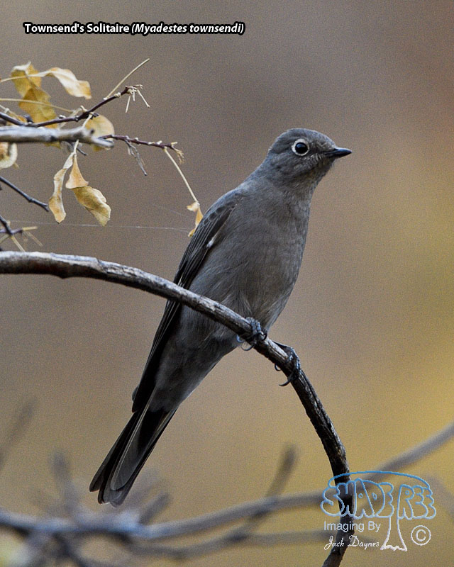 Townsend's Solitaire - Myadestes townsendi