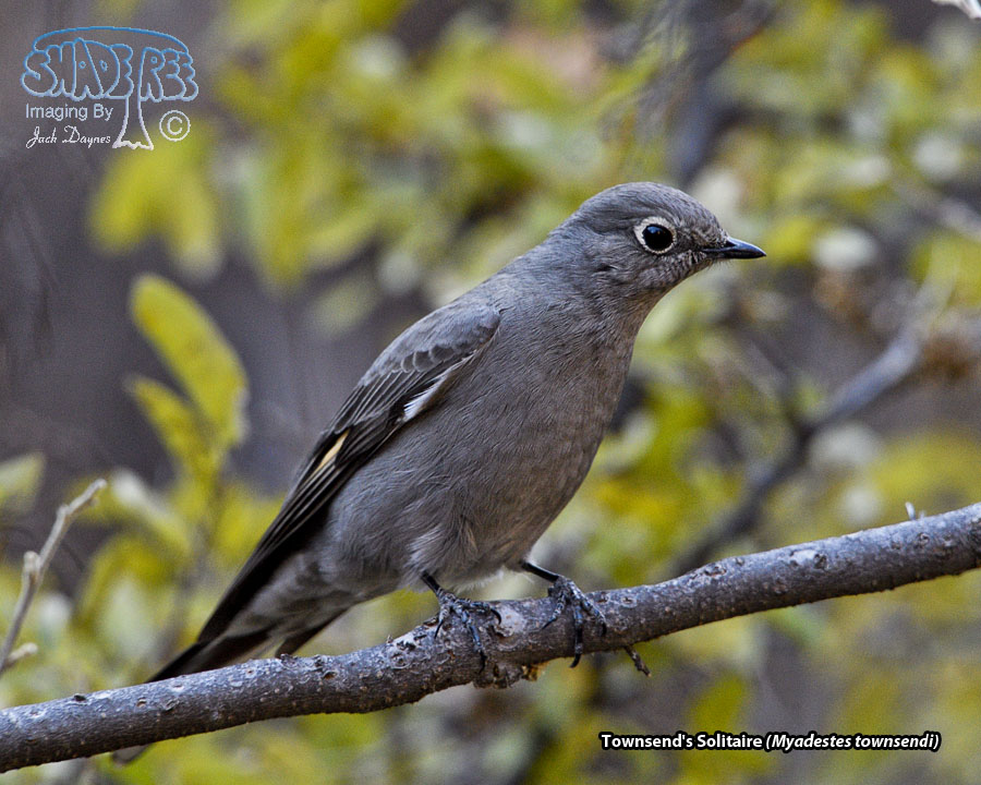 Townsend's Solitaire - Myadestes townsendi