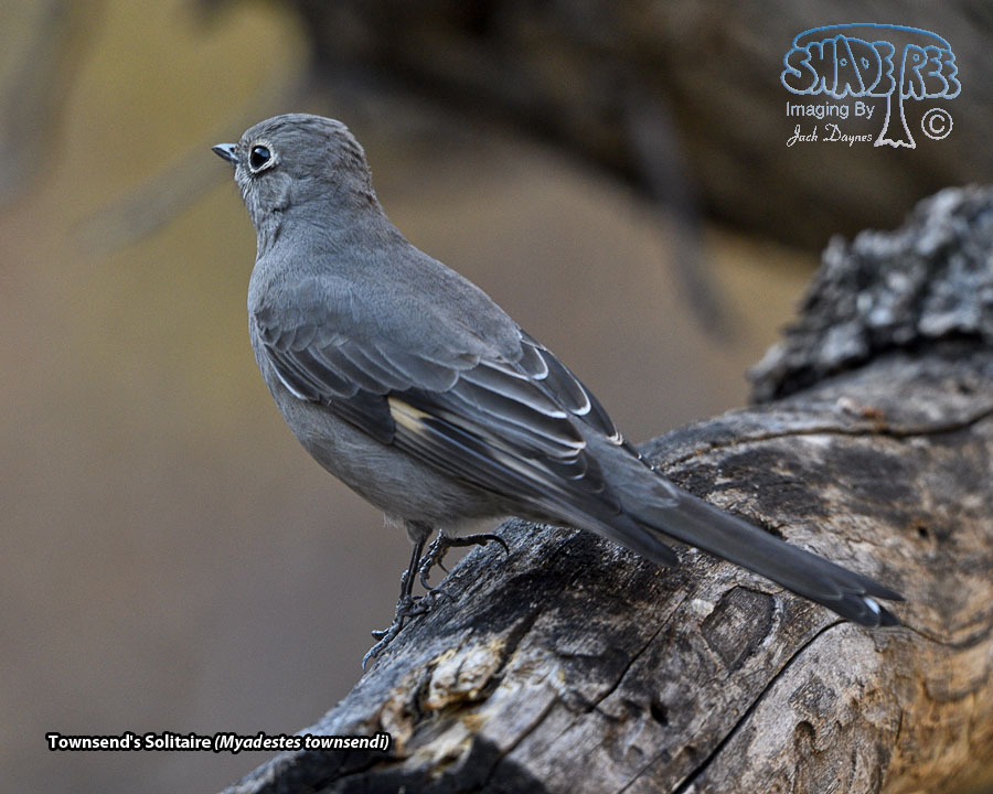 Townsend's Solitaire - Myadestes townsendi