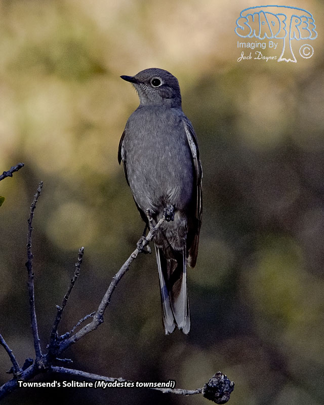 Townsend's Solitaire - Myadestes townsendi