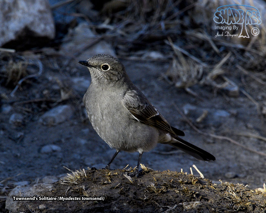 Townsend's Solitaire - Myadestes townsendi