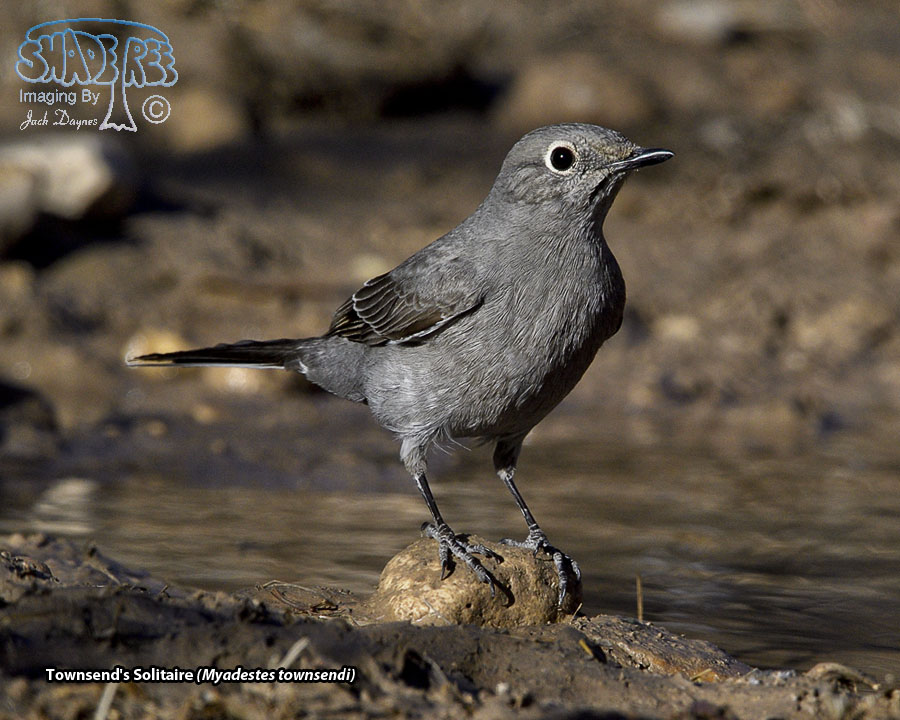 Townsend's Solitaire - Myadestes townsendi