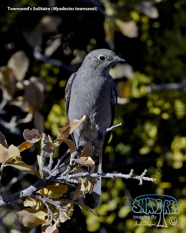 Townsend's Solitaire - Myadestes townsendi