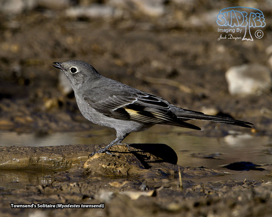 Townsend's Solitaire - Myadestes townsendi