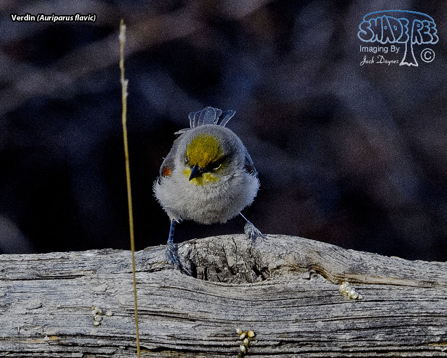 Verdin - Auriparus flaviceps