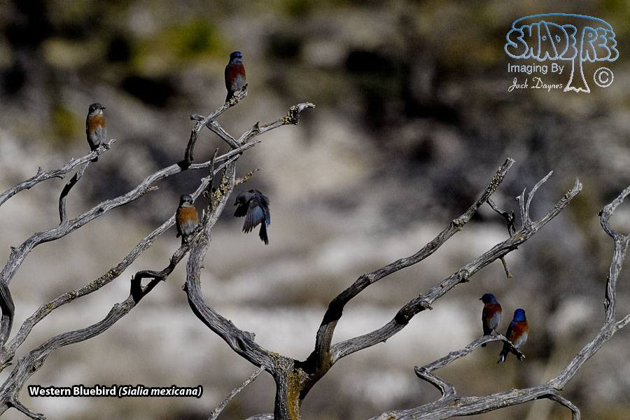 Western Bluebird - Sialia mexicana