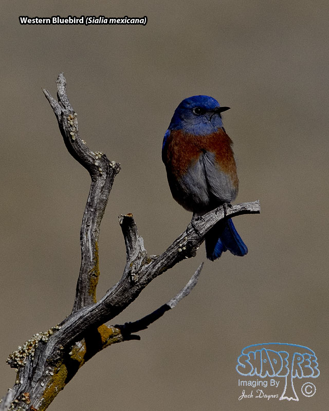 Western Bluebird - Sialia mexicana