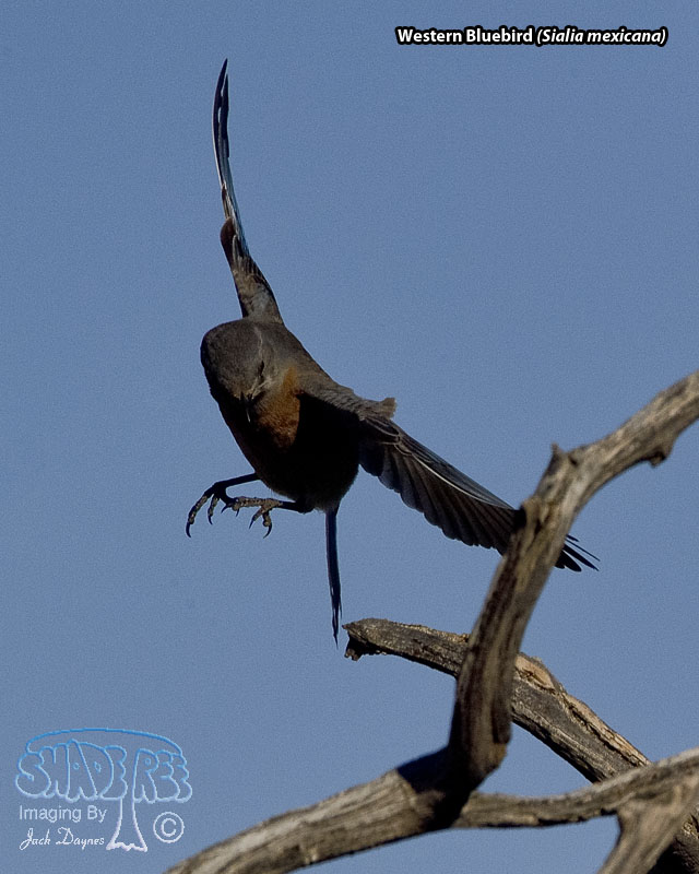 Western Bluebird - Sialia mexicana