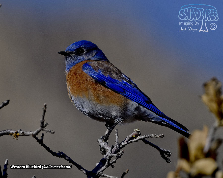 Western Bluebird - Sialia mexicana