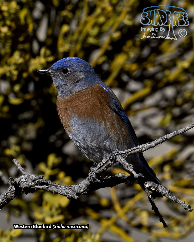 Western Bluebird - Sialia mexicana