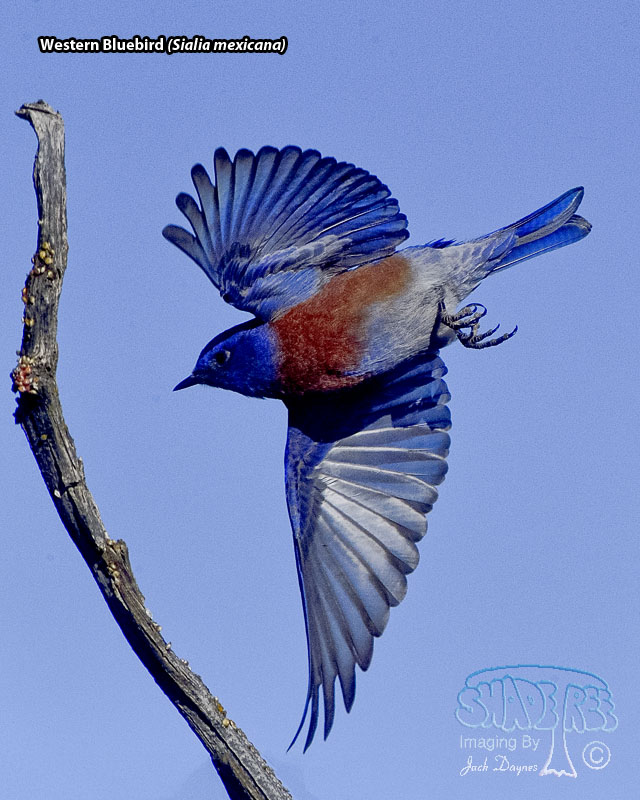 Western Bluebird - Sialia mexicana