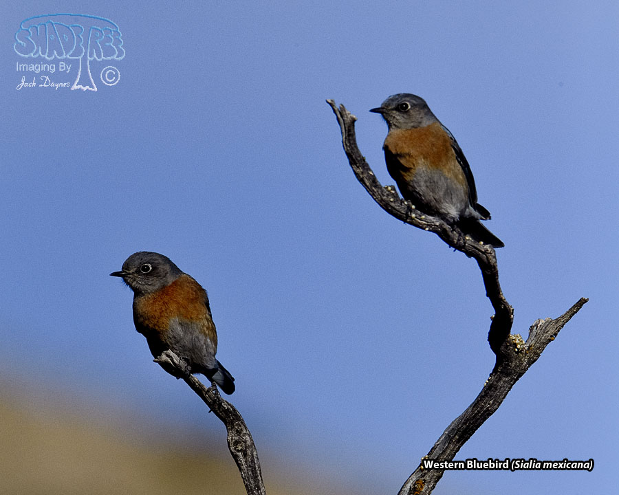 Western Bluebird - Sialia mexicana