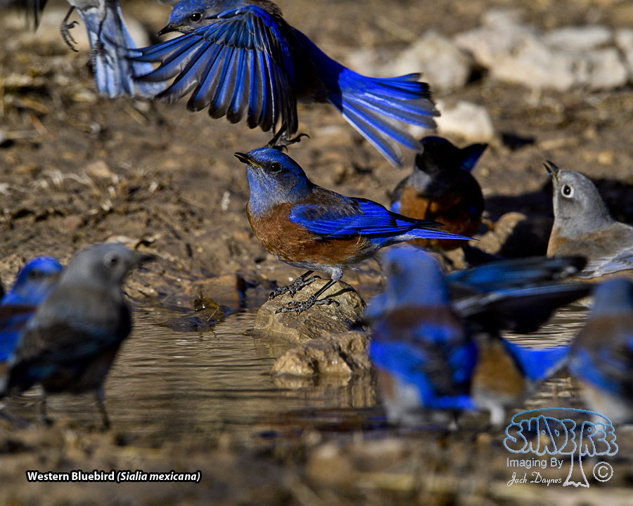 Western Bluebird - Sialia mexicana