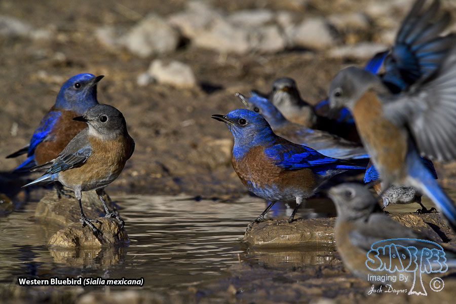 Western Bluebird - Sialia mexicana