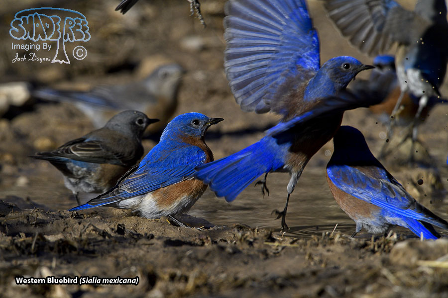 Western Bluebird - Sialia mexicana