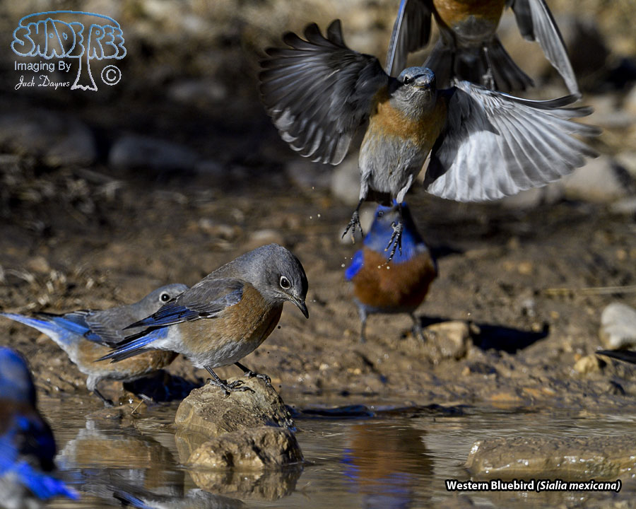 Western Bluebird - Sialia mexicana